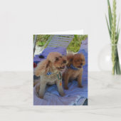 Blank Inside, Cockapoo Dogs Enjoy Beach Karte (Vorderseite)