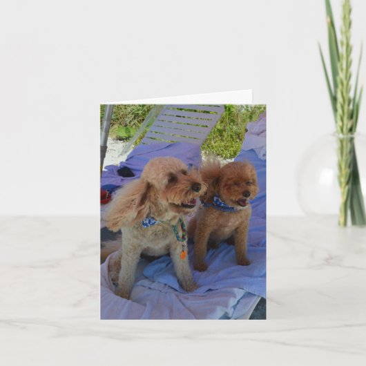 Blank Inside, Cockapoo Dogs Enjoy Beach Karte (Vorderseite)