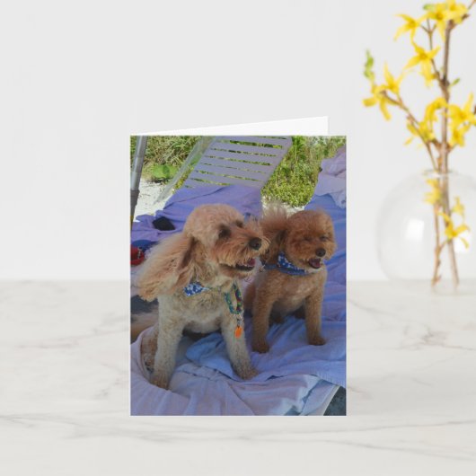 Blank Inside, Cockapoo Dogs Enjoy Beach Karte (Gelbe Blume)