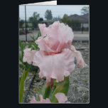 Blank Iris Card -"Peggy Sue"<br><div class="desc">Here's a beauty!  Blank on the inside,  ready for any occasion.</div>