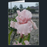 Blank Iris Card -"Peggy Sue"<br><div class="desc">Here's a beauty!  Blank on the inside,  ready for any occasion.</div>