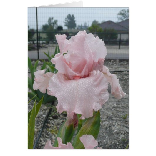 Blank Iris Card -"Peggy Sue" (Vorne)