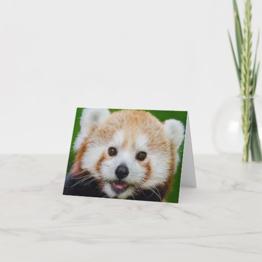 BLANK KLEINER NOTECard: RED PANDA Karte (Vorderseite)