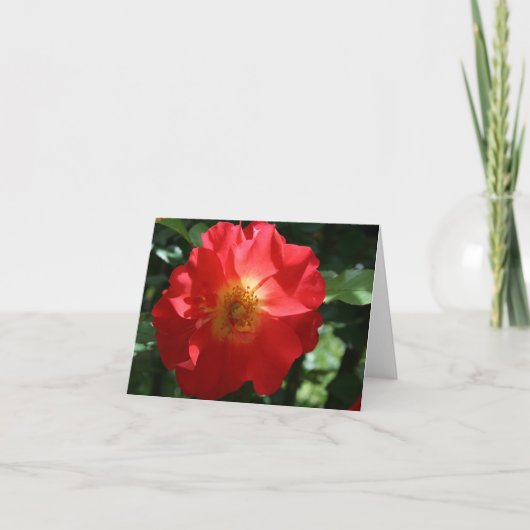 Blank Note Card: Majestic Rose Karte (Vorderseite)