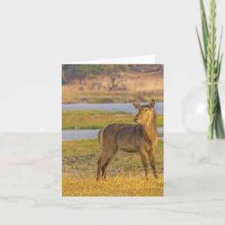 Blank Note Card - Water Bug in Botswana