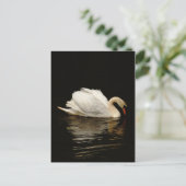 Blank Note Card with Beautiful Swan post card Postkarte (Stehend Vorderseite)