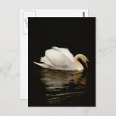 Blank Note Card with Beautiful Swan post card Postkarte (Vorne/Hinten)