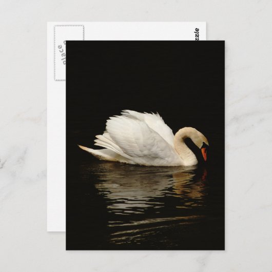 Blank Note Card with Beautiful Swan post card Postkarte (Vorne/Hinten)