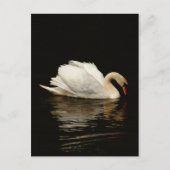Blank Note Card with Beautiful Swan post card Postkarte (Vorderseite)