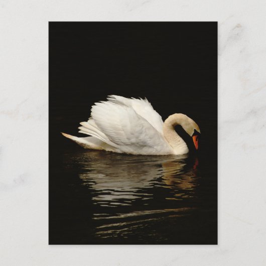 Blank Note Card with Beautiful Swan post card Postkarte (Vorderseite)