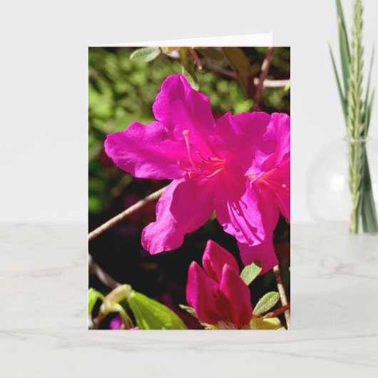 Blank Pink Azaelea Karte (Vorderseite)