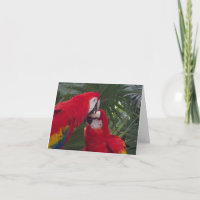 Blank Red Parrot Grußkarten