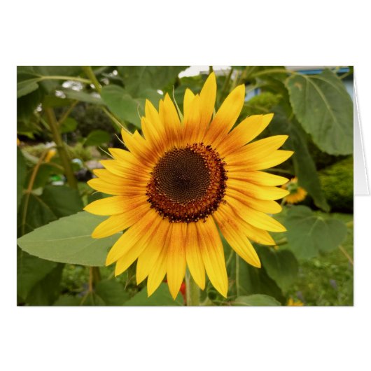 Blank-Sonnenblumenkarte für Behinderung (Vorderseite (Horizontal))