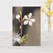 Blank-Weiß-Kirschblüten Karte (Gelbe Blume)