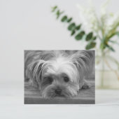 Blank Yorkshire Terrier Puppy Dop Card Postkarte (Stehend Vorderseite)