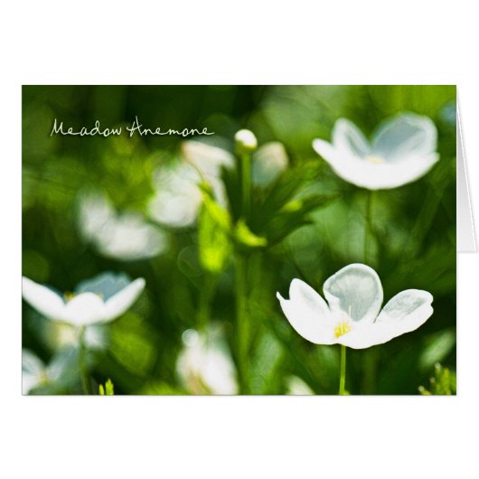 Blankenkarte Meadow Anemone (Vorderseite (Horizontal))