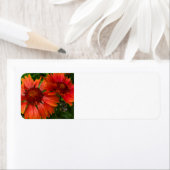 Blanket-Blume (Insitu)