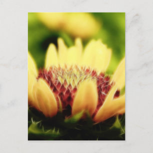 Blanket Blume Bud Postkarte