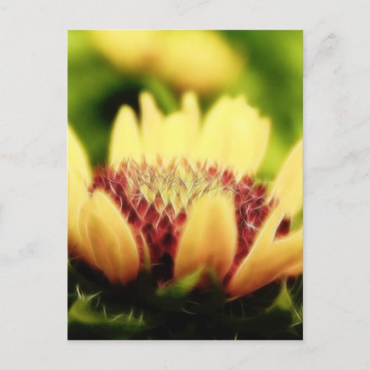 Blanket Blume Bud Postkarte (Vorderseite)