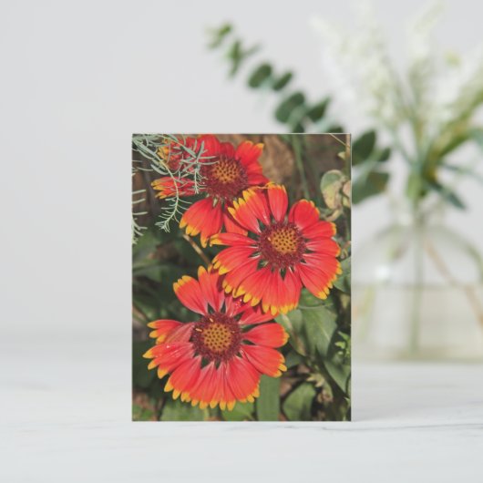 Blanket-Blume Postkarte (Stehend Vorderseite)