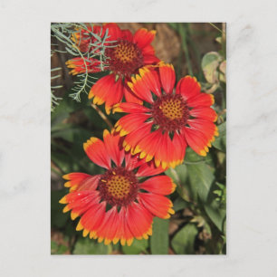 Blanket-Blume Postkarte