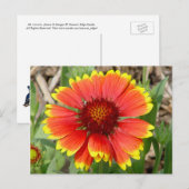 Blanket-Blume-Postkarte Postkarte (Vorne/Hinten)