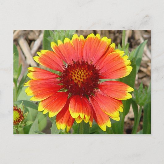 Blanket-Blume-Postkarte Postkarte (Vorderseite)