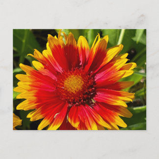Blanket-Blume-Postkarte Postkarte