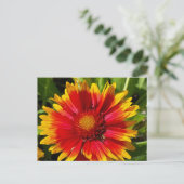 Blanket-Blume-Postkarte Postkarte (Stehend Vorderseite)