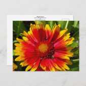 Blanket-Blume-Postkarte Postkarte (Vorne/Hinten)