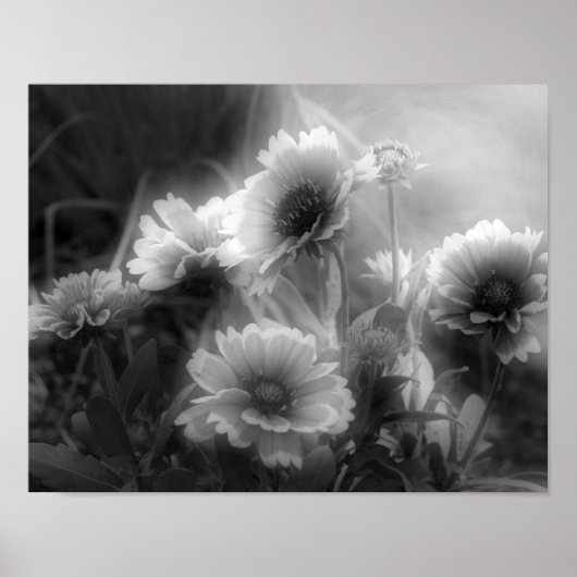 Blanket-Blume Schwarz-weißes Foto drucken Poster (Vorne)