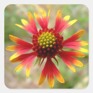 Blanketflower Wüsten-Wildblume Gaillardia Quadratischer Aufkleber