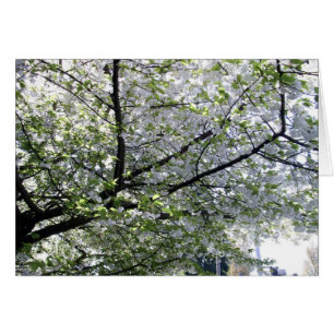 Blankkarte für den japanischen Kirschbaum