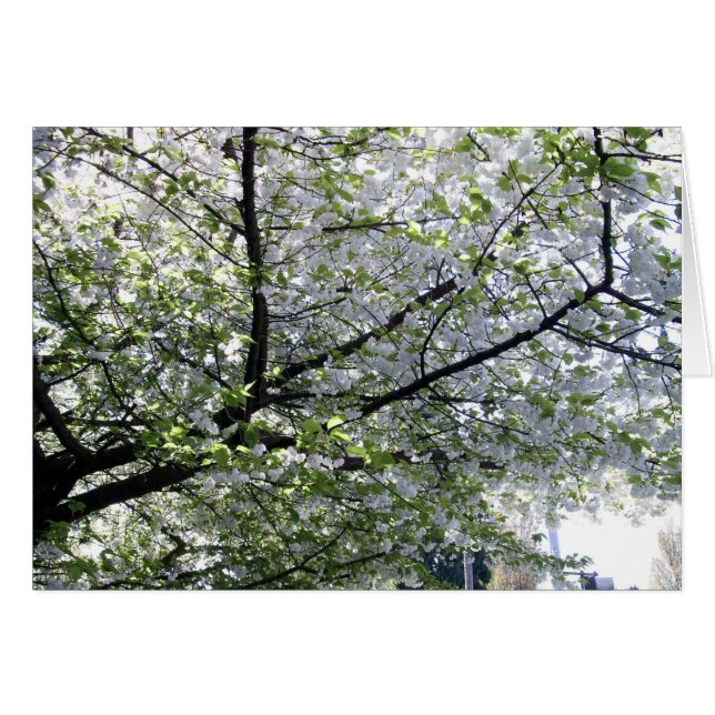 Blankkarte für den japanischen Kirschbaum (Vorderseite (Horizontal))