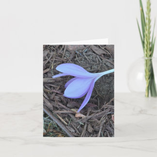 Blanknotecard , Originalfoto, Crocus