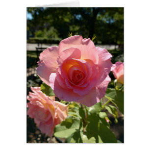 Blankokarte der rosa Tee-Rose