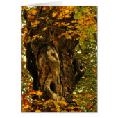 Blankokarte für antike Bäume (Vorne)