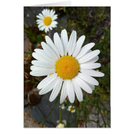 Blankokarte für Perky White Daisy Blume