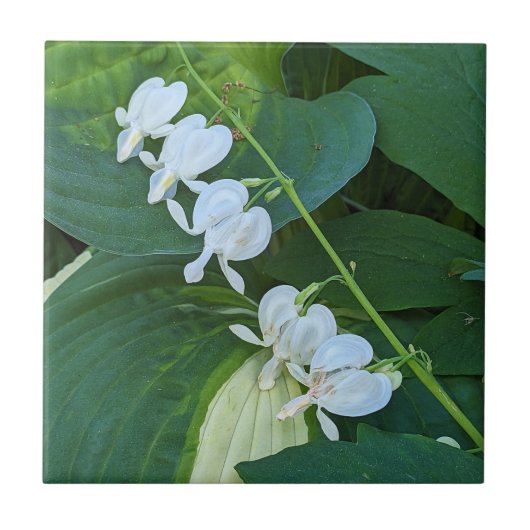 Bläschenblutung Fliese (Vorderseite)