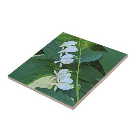 Bläschenblutung Fliese (Seite)