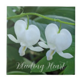 Bläschenblutung Fliese (Vorderseite)