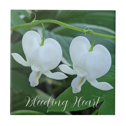 Bläschenblutung Fliese (Vorderseite)