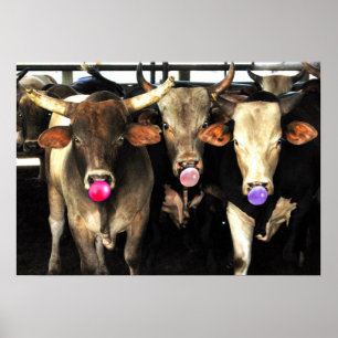 Blase Gum blasen Rodeo Bull Kühe Western Art Poster