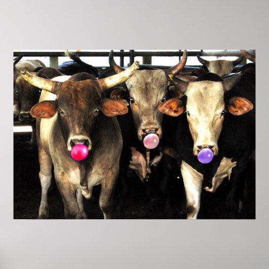 Blase Gum blasen Rodeo Bull Kühe Western Art Poster (Vorne)