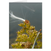 Blasen in der Breeze (Vorne)