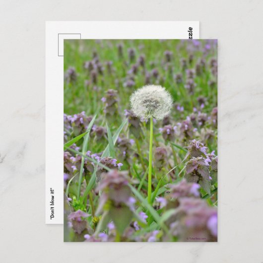 Blasen Sie es nicht! Kronleuchter Postkarte (Vorne/Hinten)