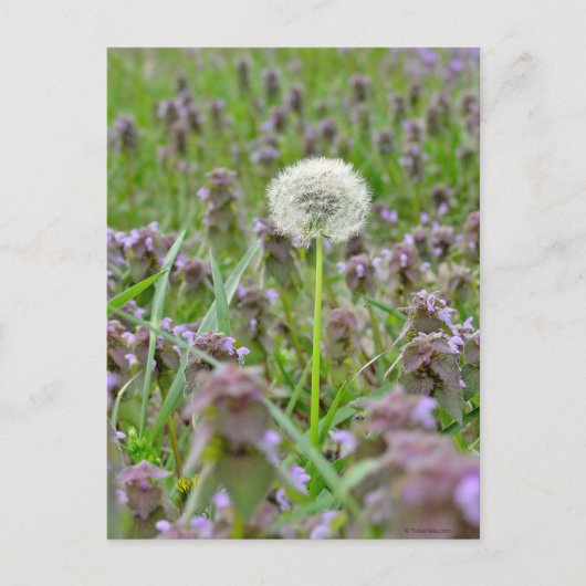 Blasen Sie es nicht! Kronleuchter Postkarte (Vorderseite)