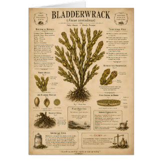 Blasentang-Algen Botanische Illustration in Vin