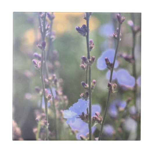 Blass Lila Blue Chicory Pflanze Blume Fliese (Vorderseite)