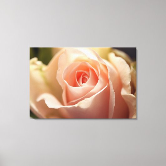 Blass Peach Rosen Wrapped Canvas Leinwanddruck (Vorderseite)